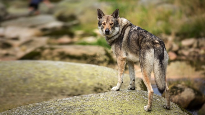 Chien-loup de saarloos