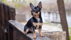 Adopter un chiot Chihuahua à poil court