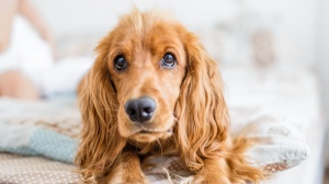 Acheter un chien Cocker spaniel anglais adulte ou retraités d'élevage