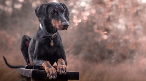 Petites annonces de vente de chien de race Dobermann