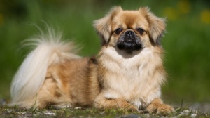 Acheter un chien Epagneul tibetain adulte ou retraité d'élevage