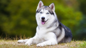 Acheter un chien Husky siberien adulte ou retraité d'élevage