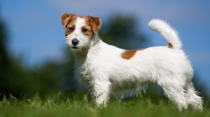 Jack russell terrier : Origine, Description, Prix, Santé, Entretien, Education