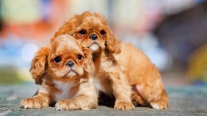 Petites annonces de vente de chien de race King charles spaniel