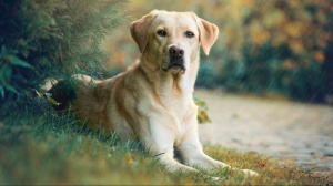 Petites annonces de vente de chien de race Labrador retriever
