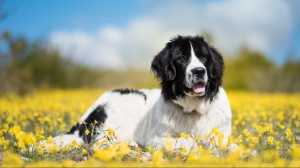 Petites annonces de vente de chiens de race Landseer (type continental européen)