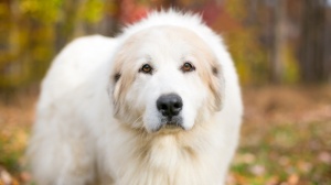 Acheter un chien Pyrenean mountain dog adulte ou retraité d'élevage