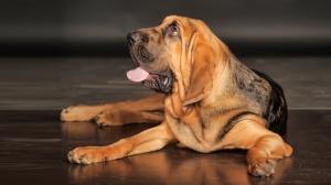 Acheter un chien Bloodhound adulte ou retraité d'élevage