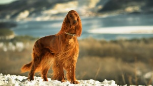Petites annonces de vente de chien de race Setter irlandais rouge