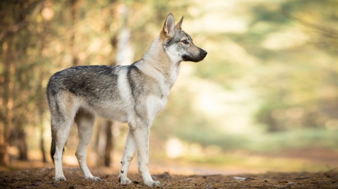 Chien loup tchcoslovaque