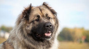 Acheter un chien Berger du caucase adulte ou retraité d'élevage