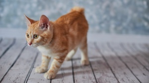 Petites annonces de vente de chatons adultes ou retraités d'élevage de race American bobtail poil court