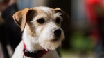 De L'abby, élevage de Parson Russell Terrier