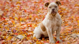 Petites annonces de vente de chiot adulte ou retraité d'élevage de race Olde english bulldogge