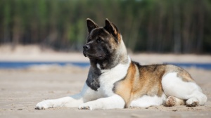 Acheter un chien Akita americain adulte ou retraité d'élevage