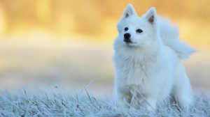 Petites annonces de vente de chiens de race Spitz japonais