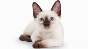 Petites annonces de vente de chatons adultes ou retraités d'élevage de race Thaï