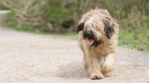 Acheter un chien Perro de pastor catalan adulte ou retraité d'élevage