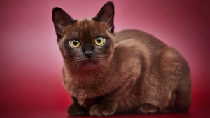 Petites annonces de vente de chatons adultes ou retraités d'élevage de race Burmèse américain