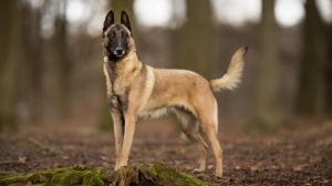 Petites annonces de vente de chien de race Berger belge malinois