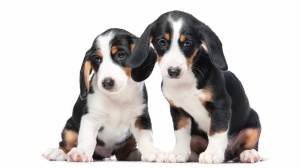 Petites annonces de vente de chiens de race Basset de westphalie