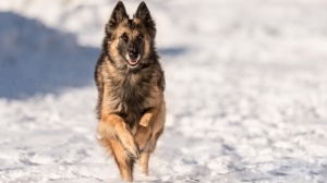 Petites annonces de vente de chiens de race Berger belge tervueren
