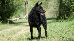 Acheter un chien Chien berger croate adulte ou retraité d'élevage