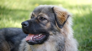 Acheter un chien Slovenian karst adulte ou retraité d'élevage
