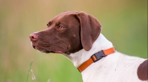 Acheter un chien Braque français - type gasgogne (grande taille) adulte ou retraité d'élevage