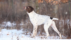 Acheter un chien Braque français - type pyrénées (petite taille) adulte ou retraité d'élevage