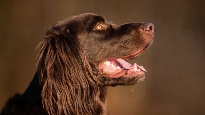 German Pointer Longhaired