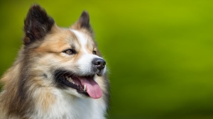 Petites annonces de vente de chiens de race Chien de berger islandais