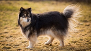 Petites annonces de vente de chien de race Chien finnois de laponie