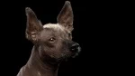 fiche de race du Xoloitzcuintle taille standard