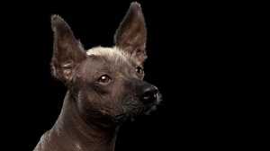 Petites annonces de vente de chiot adulte ou retraité d'élevage de race Xoloitzcuintle taille standard