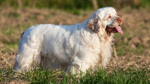 Acheter un chien Clumber spaniel adulte ou retraité d'élevage