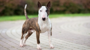 Bull Terrier : Origine, Description, Prix, Santé, Entretien, Education