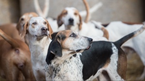 Petites annonces de vente de chien de race Foxhound anglais