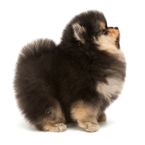 Elevages De Spitz Nain Pomeranian Zwergspitz Spitz Allemand Nain En France