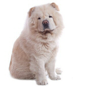 Elevages De Chow Chow En France